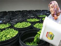 4 günde 8 bin ton Çubuk turşusu