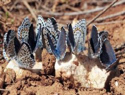 Ankara kelebek zengini