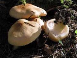 200 kişi mantardan zehirlendi 