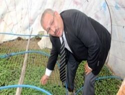 Ayaş domatesi ‘milli' meselemiz