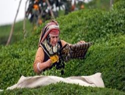 Çayın başkenti Başkent'e geliyor