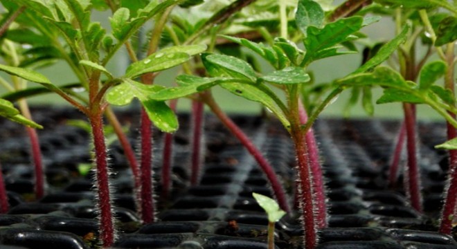 Garanti BBVA'dan TEMA Vakfı'na 1 milyon fidan bağışı