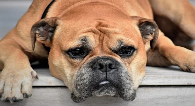 Tarım ve Orman Bakanlığı'ndan tehlike arz eden köpeklerin kayıt altına alınmasına ilişkin açıklama