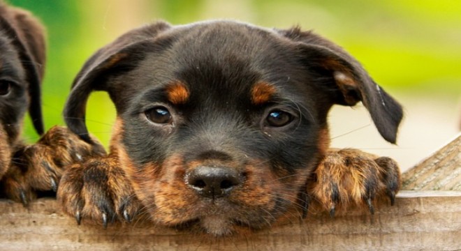 Yangın mağduru hayvanlar için HAÇİKO Yaşam Çiftliği kuruluyor